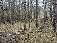 Wald Wald zu verkaufen