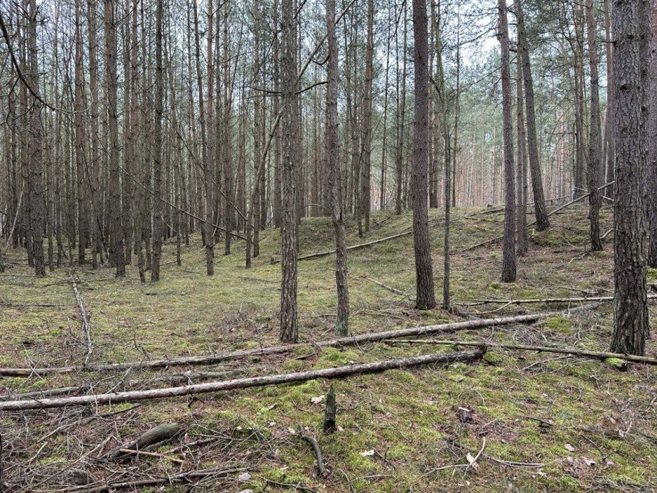 Wald Land- / Forstwirtschaft - Grdst. G�hlen