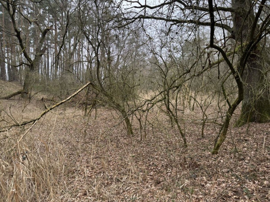 Wald Land- / Forstwirtschaft - Grdst. Eldena