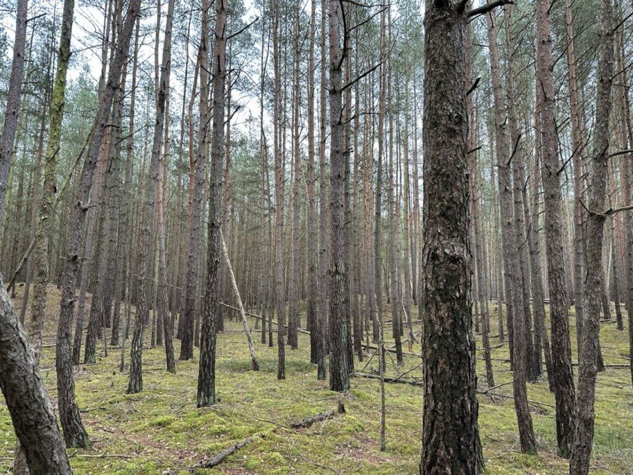 Wald Land- / Forstwirtschaft - Grdst. G�hlen
