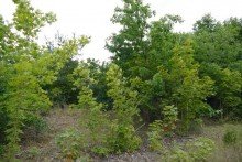 Bauland Baugrundst�ck in Ludwigslust, geeignet f�r Bautr�ger und Investoren