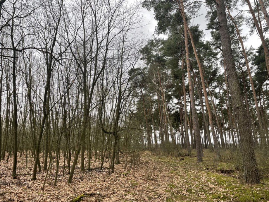 Wald Land- / Forstwirtschaft - Grdst. L�blow