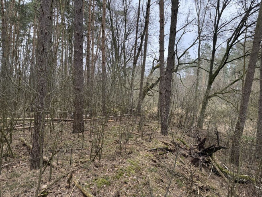 Wald Land- / Forstwirtschaft - Grdst. Eldena