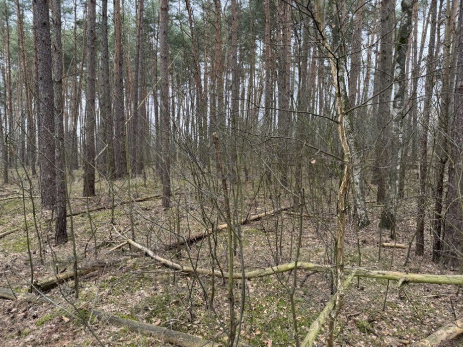 Wald Land- / Forstwirtschaft - Grdst. Eldena