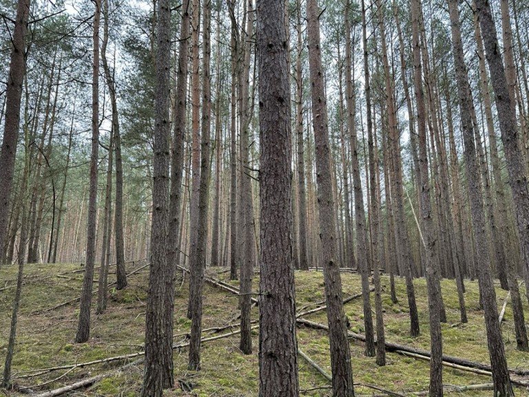 Wald G�hlen Land- / Forstwirtschaft - Grdst. Wald zu verkaufen