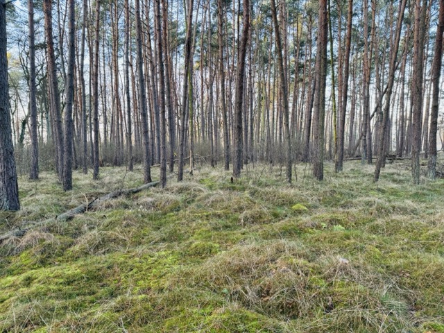 Wald 8, 769 Haus Eldena