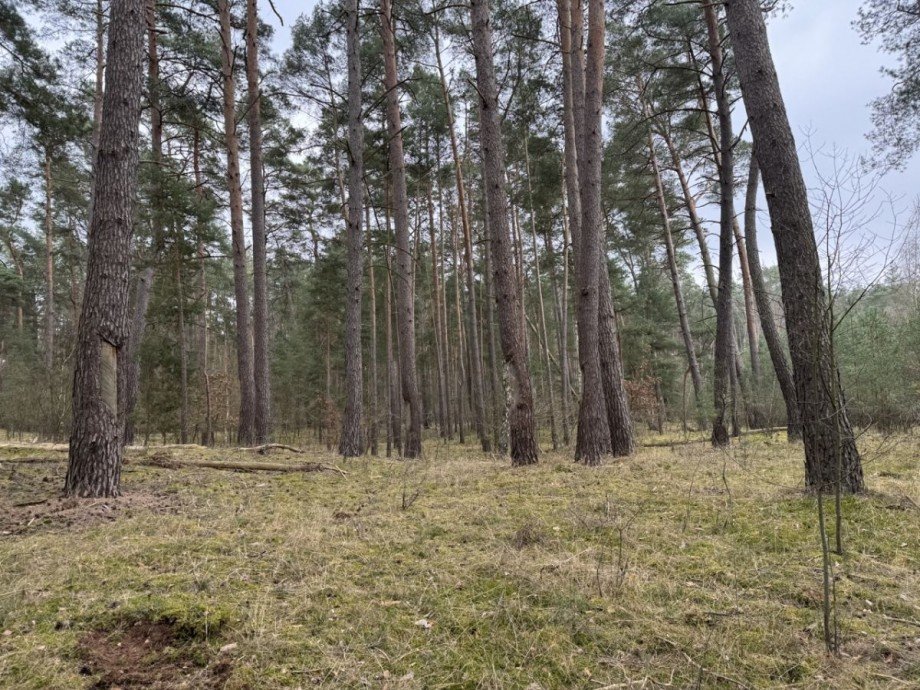 Wald Land- / Forstwirtschaft - Grdst. Eldena