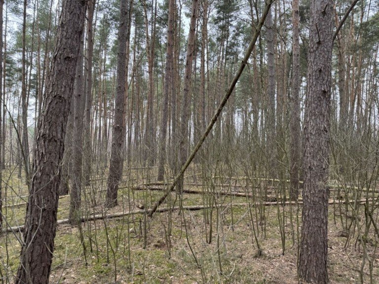 Wald Eldena Land- / Forstwirtschaft - Grdst. Waldst�ck bei Eldena zu verkaufen