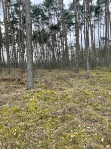 Wald 4,7 Hektar Mischwald bei L�blow / W�bbelin zu verkaufen