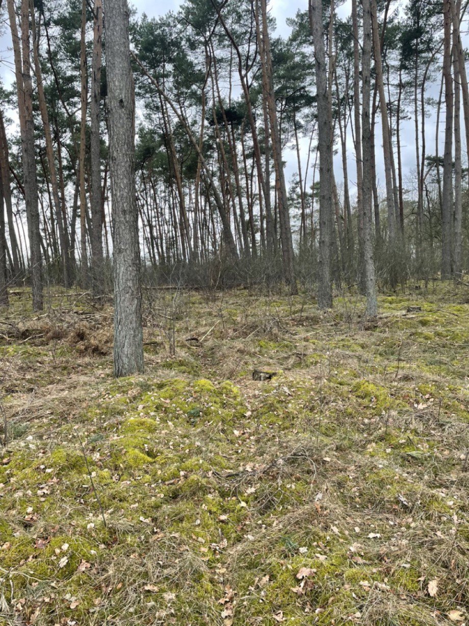 Wald Land- / Forstwirtschaft - Grdst. L�blow