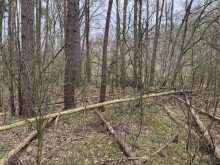 Wald Waldst�ck bei Eldena zu verkaufen