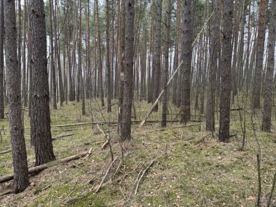 Wald Land- / Forstwirtschaft - Grdst. Eldena