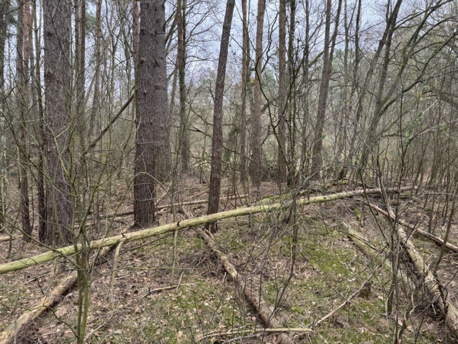 Wald Land- / Forstwirtschaft - Grdst. Eldena