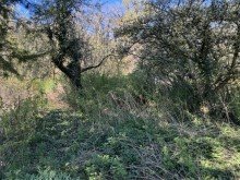 Garten Idyllisches Waldrand-Grundst�ck in Grabow � 948 m� mit Entwicklungspotenzial & Bestand