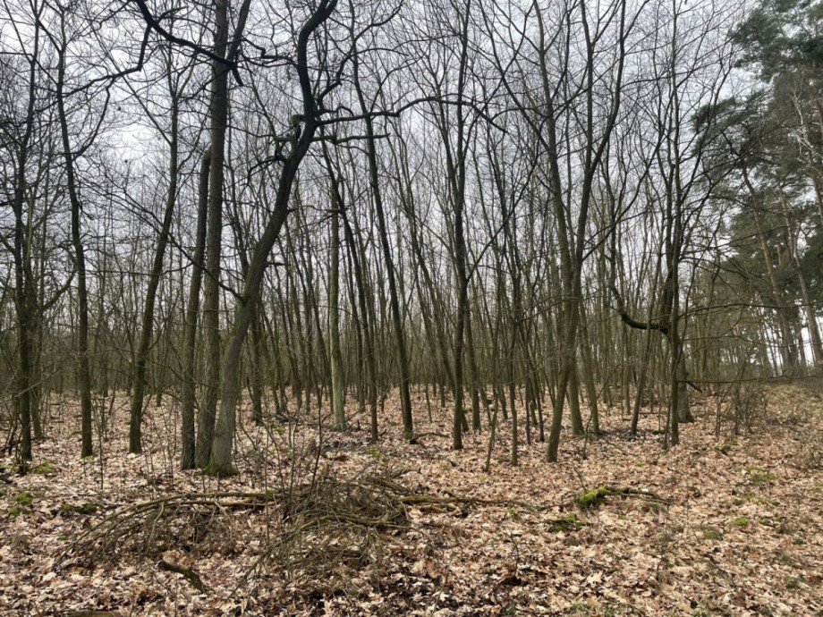 Wald Land- / Forstwirtschaft - Grdst. L�blow