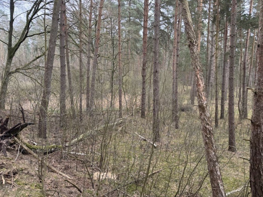 Wald Land- / Forstwirtschaft - Grdst. Eldena