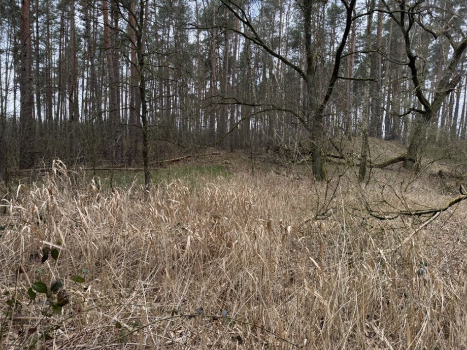 Wald Land- / Forstwirtschaft - Grdst. Eldena
