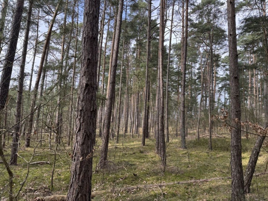 Wald Land- / Forstwirtschaft - Grdst. Eldena