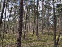 Wald Waldst�ck bei Eldena zu verkaufen