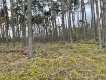 Wald 4,7 Hektar Mischwald bei L�blow / W�bbelin zu verkaufen