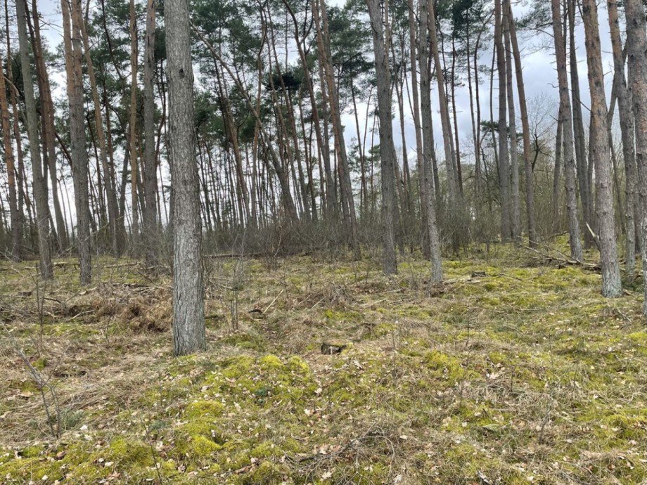 Wald Land- / Forstwirtschaft - Grdst. L�blow