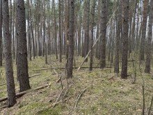 Wald Waldst�ck bei Eldena zu verkaufen