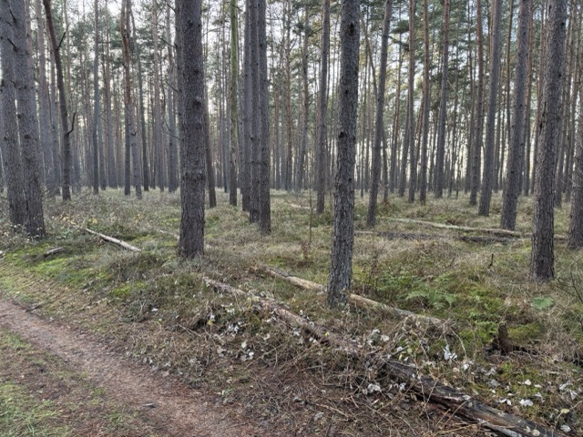 Wald 8, 769 Haus Eldena