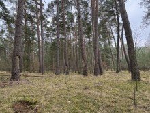 Wald Waldst�ck bei Eldena zu verkaufen