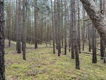 Wald Wald zu verkaufen