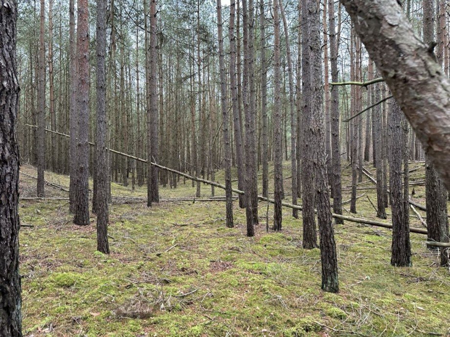 Wald Land- / Forstwirtschaft - Grdst. G�hlen