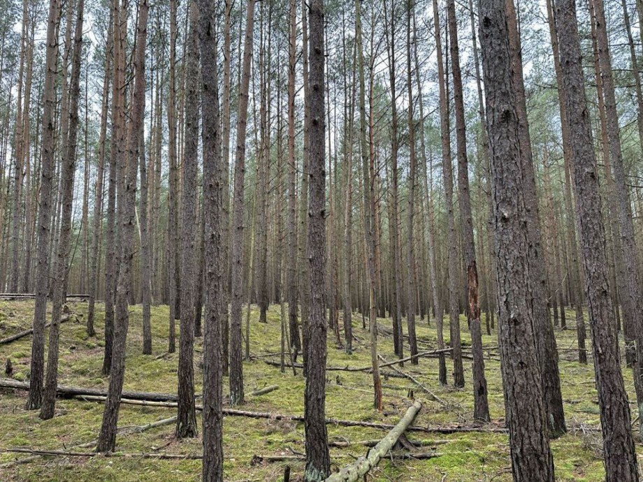 Wald Land- / Forstwirtschaft - Grdst. G�hlen