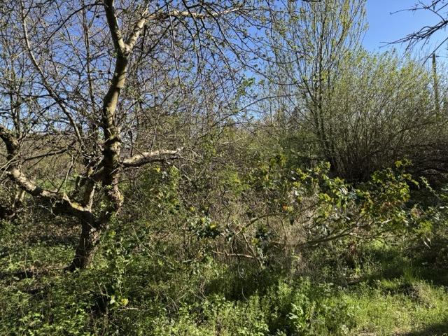 Garten Grundst�ck Grabow